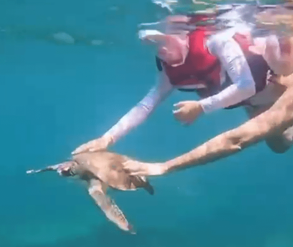 Entenda a Proibição do Toque em Animais Marinhos em Áreas de Turismo Imagem do artigo