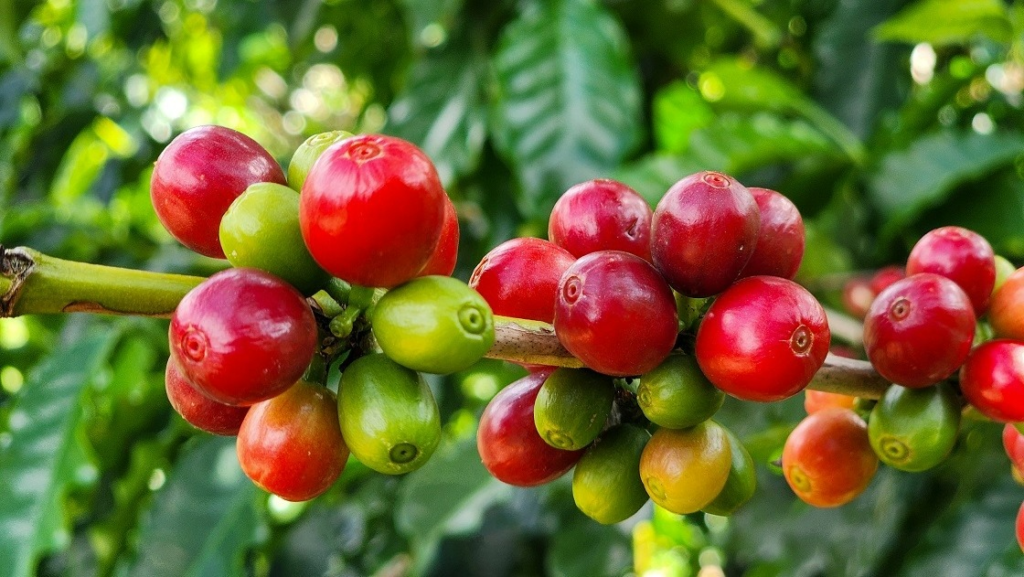 Exportações do Agronegócio Mineiro Atingem Recorde em 2025: Resultados Impressionantes