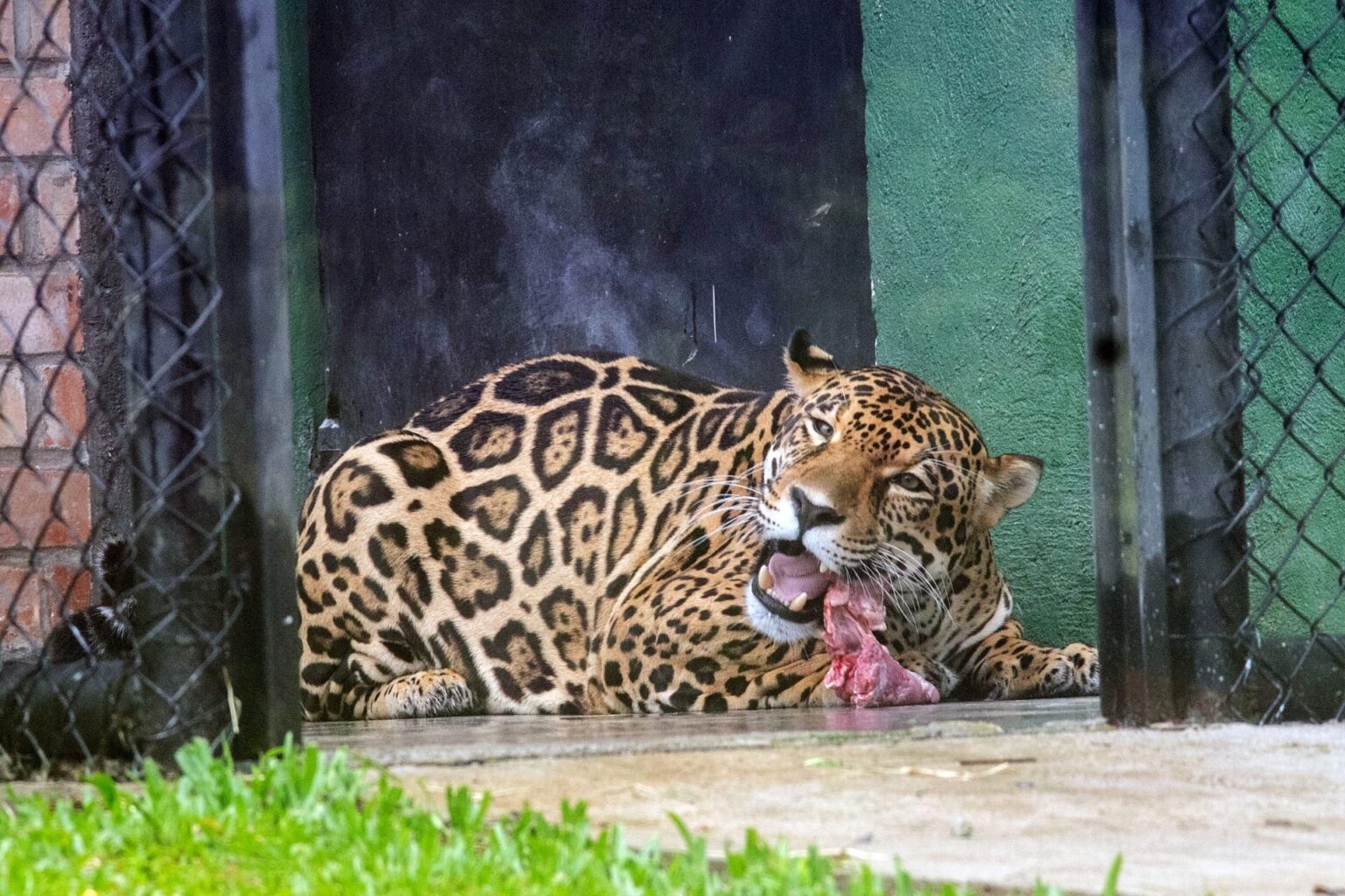 Horário de Funcionamento do Zoológico de Curitiba no Fim de Ano: Tudo Que Você Precisa Saber Horário de Funcionamento do Zoológico de Curitiba no Fim de Ano: Tudo Que Você Precisa Saber