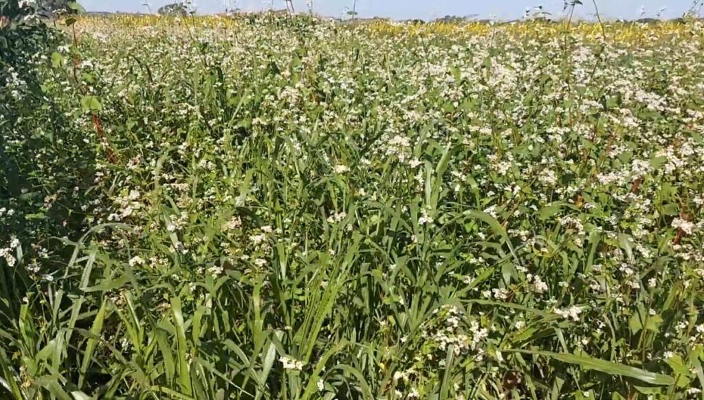 Plantas de Cobertura: Benefícios Inexplorados na Agricultura Brasileira