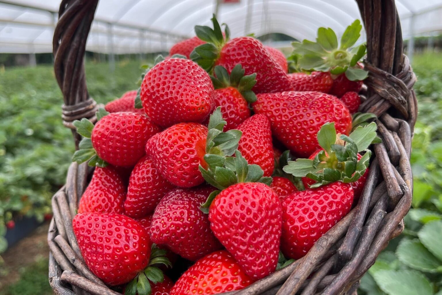 Rota do Morango: Paraná aposta no turismo rural para valorizar o cultivo de morangos