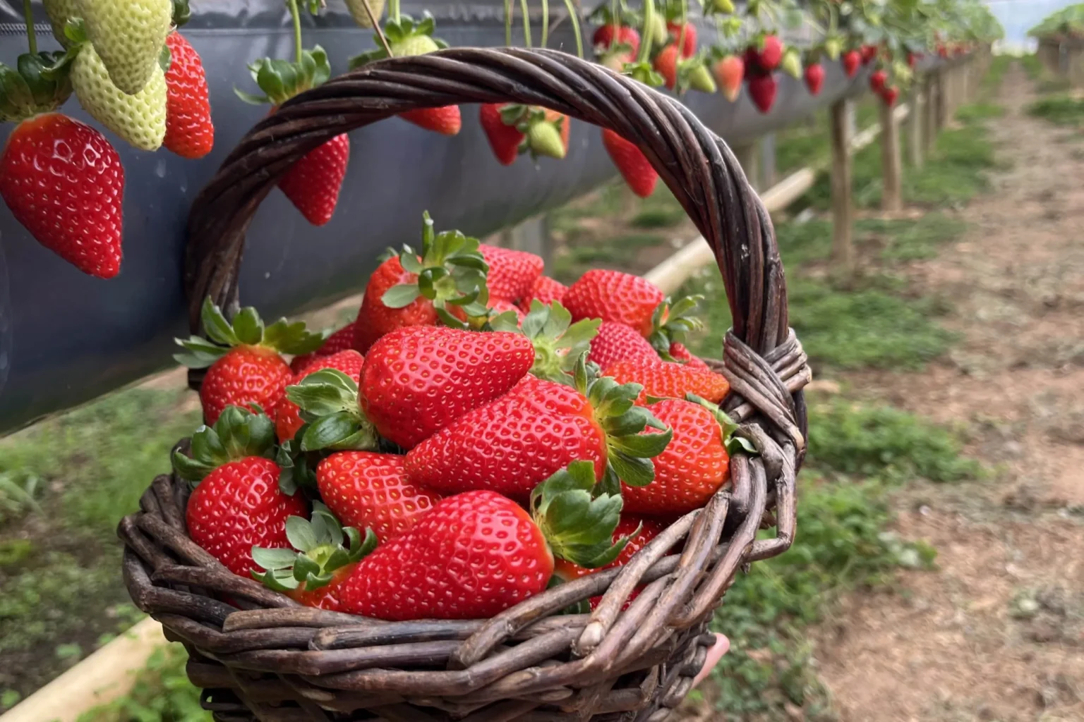 Rota Turística do Morango: Uma Experiência Agrícola Próxima a Curitiba