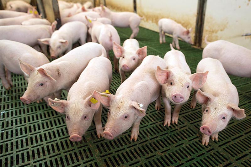 Suinocultura Brasileira: Expectativa de Crescimento em 2026 Após Ano de Sucesso Suinocultura Brasileira: Expectativa de Crescimento em 2026 Após Ano de Sucesso