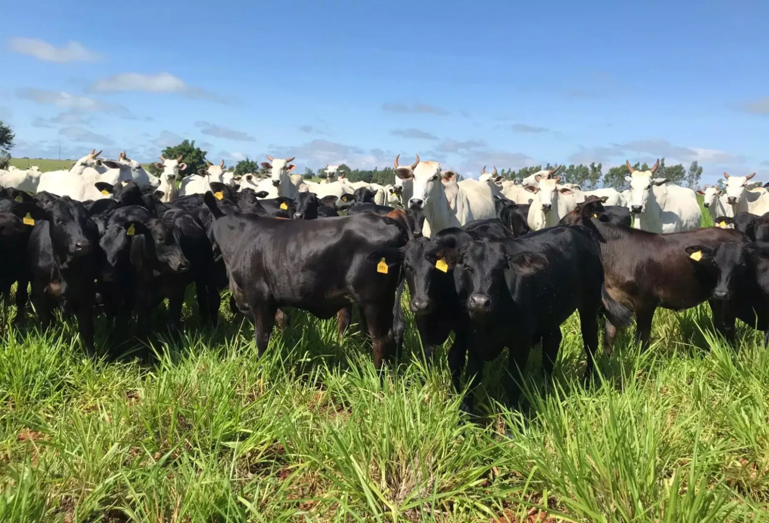 Agronegócio: 2026 é o Ano da Cria? Descubra o Que Esperar