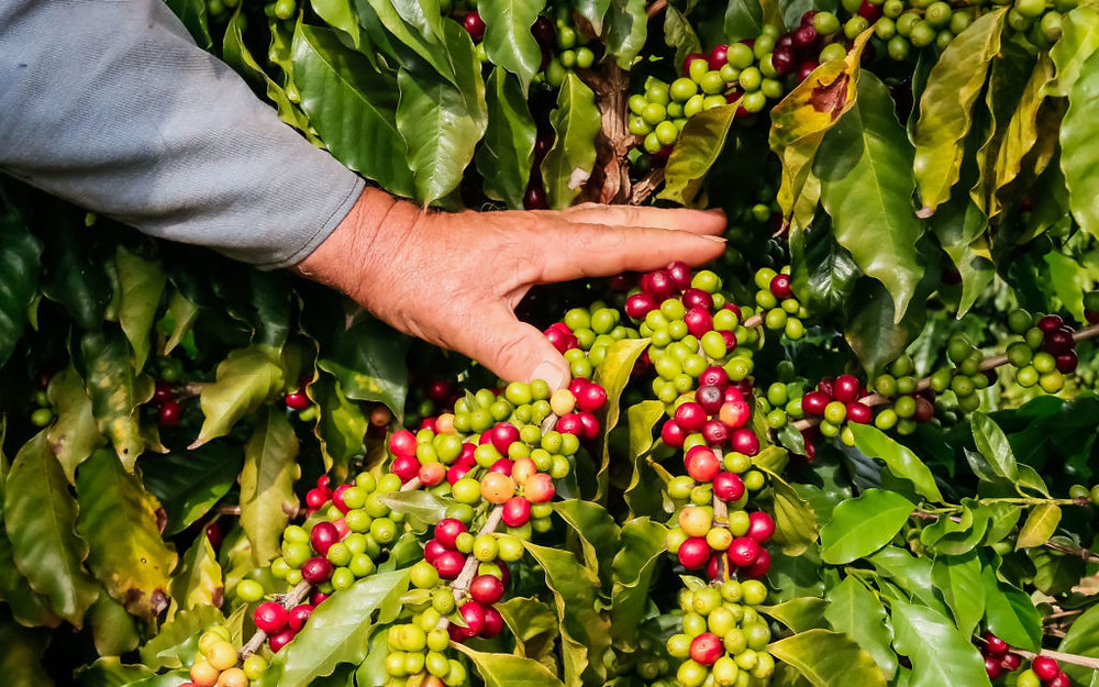 Café da Serra de Apucarana Ganha Indicação Geográfica e Fortalece a Identidade do Paraná Café da Serra de Apucarana Ganha Indicação Geográfica e Fortalece a Identidade do Paraná