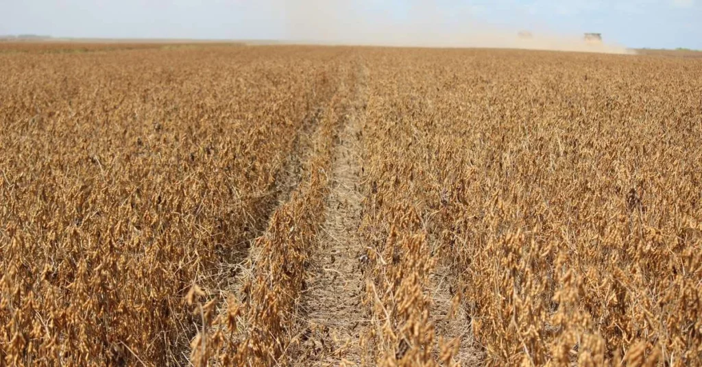 Exportações do Agronegócio Gaúcho Caem 4,1% em 2025