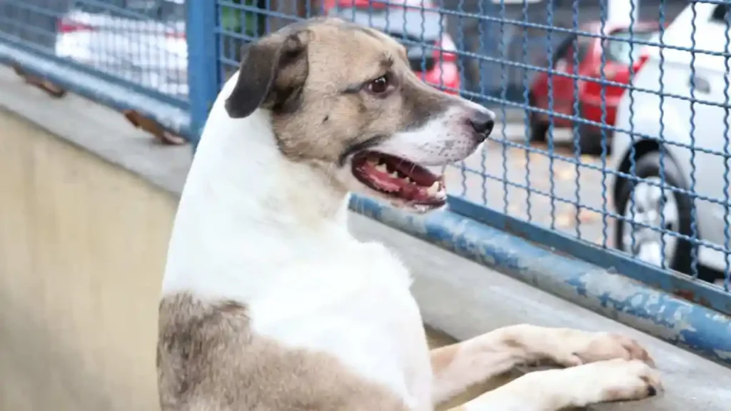 Fogos de Artifício: Um Perigo para a Saúde dos Animais nos Festejos de Fim de Ano