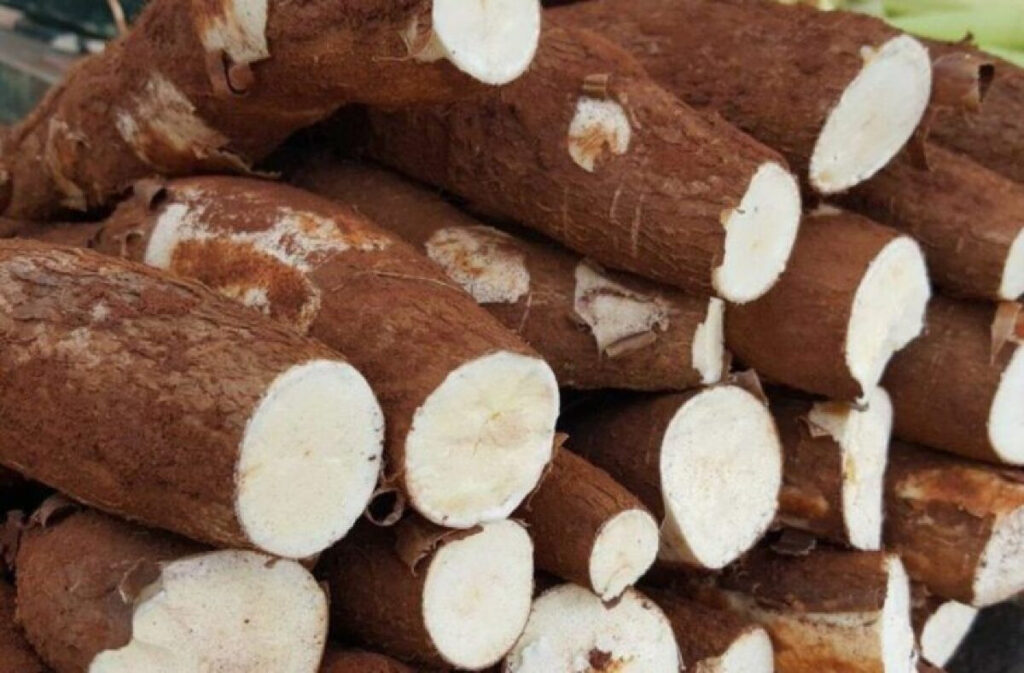 Mandioca: Aumento da Produção Pressiona Rentabilidade em 2025