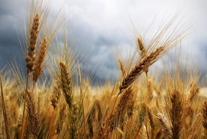 Mercado de Trigo no Brasil: Liquidez Moderada e Preços Alinhados à Importação em 2024 Mercado de Trigo no Brasil: Liquidez Moderada e Preços Alinhados à Importação em 2024