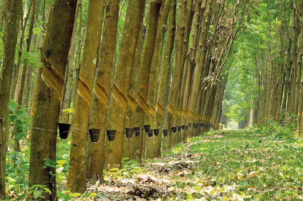 Preocupações no Setor de Borracha: Safra 2025-2026 Enfrenta Desafios Significativos