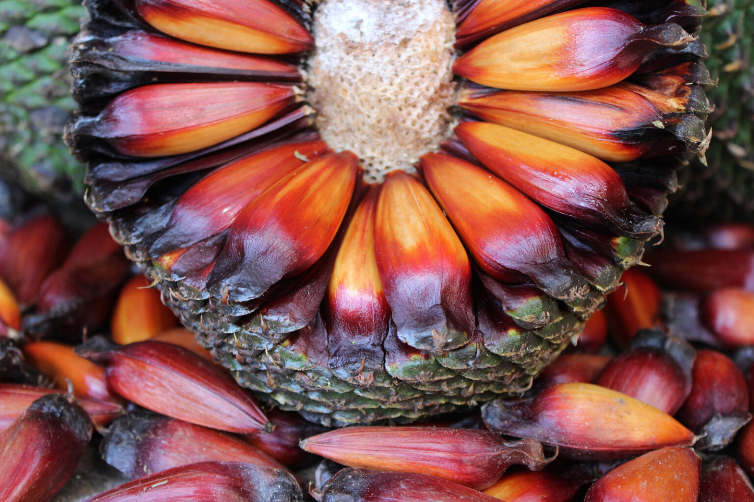 Venda de Pinhão no Paraná: Início Adiado para 15 de Abril