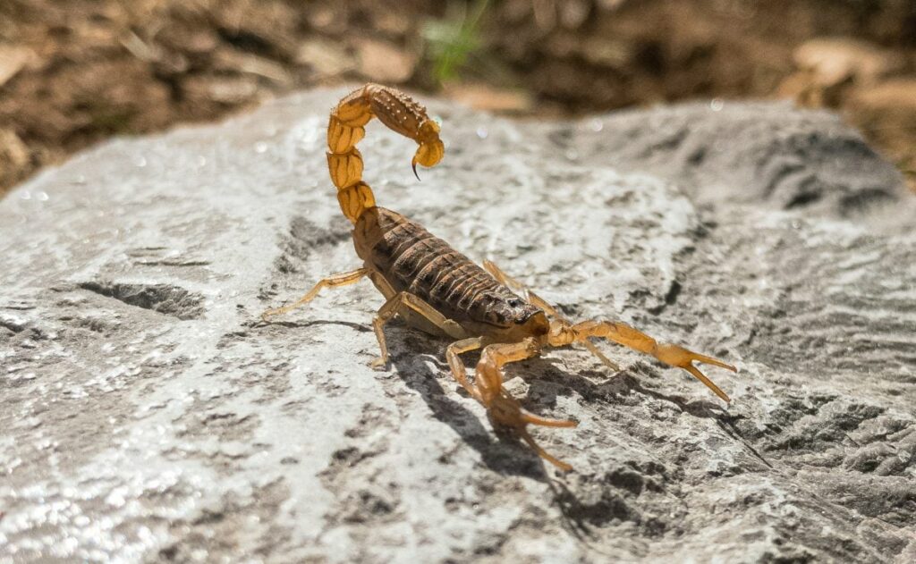 Aumento de Acidentes com Escorpiões no Verão: Dicas para Prevenção
