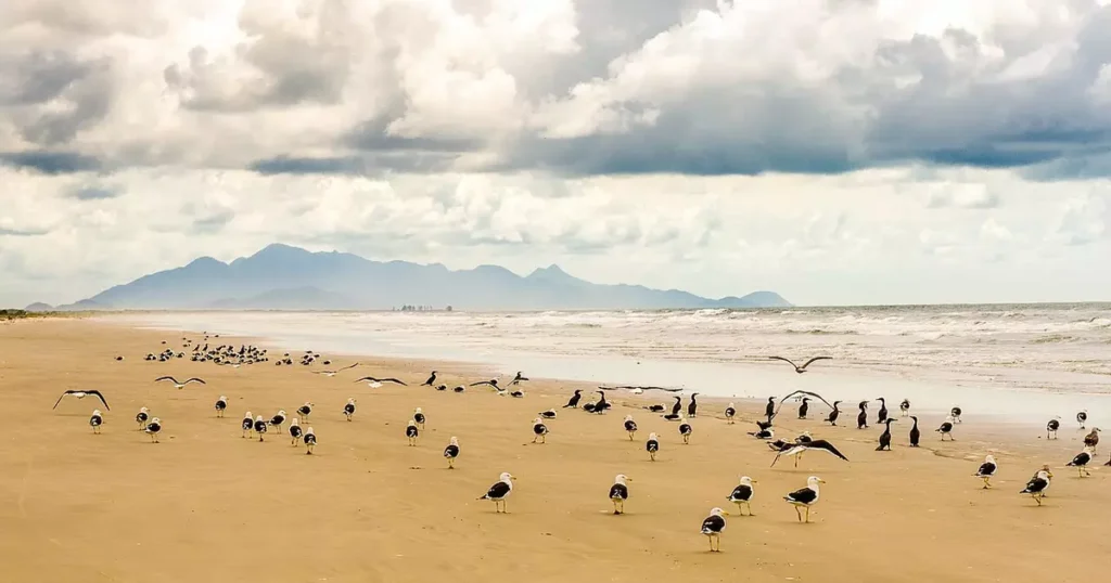 Descubra a Ilha do Superagui: O Refúgio Ambiental do Litoral Paranaense Descubra a Ilha do Superagui: O Refúgio Ambiental do Litoral Paranaense