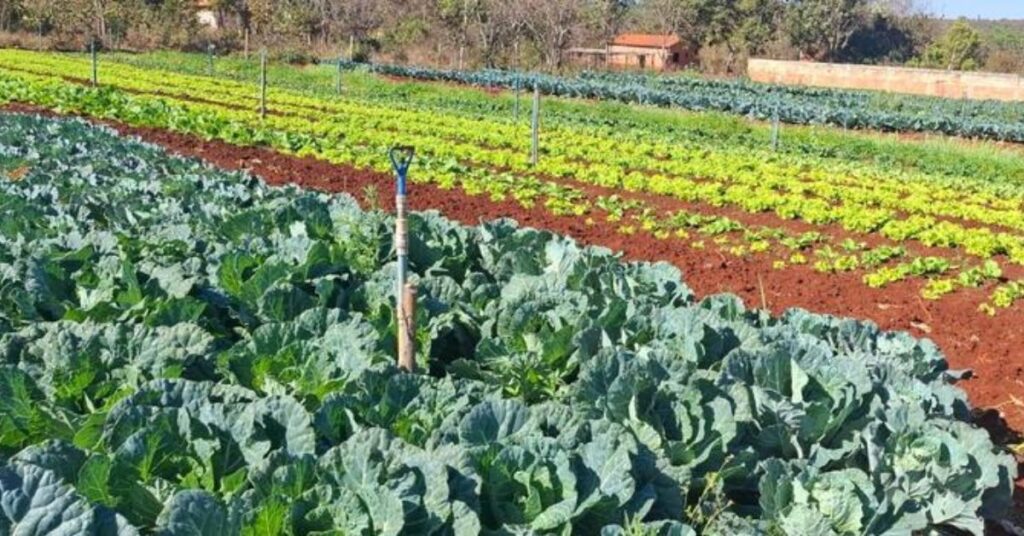 Dicas da Emater-MG para Cultivar uma Horta Doméstica Produtiva