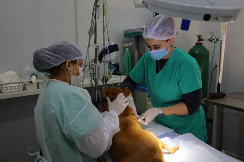 PATA Ultrapassa 3,1 Mil Procedimentos e Fortalece Bem-Estar Animal em Aparecida