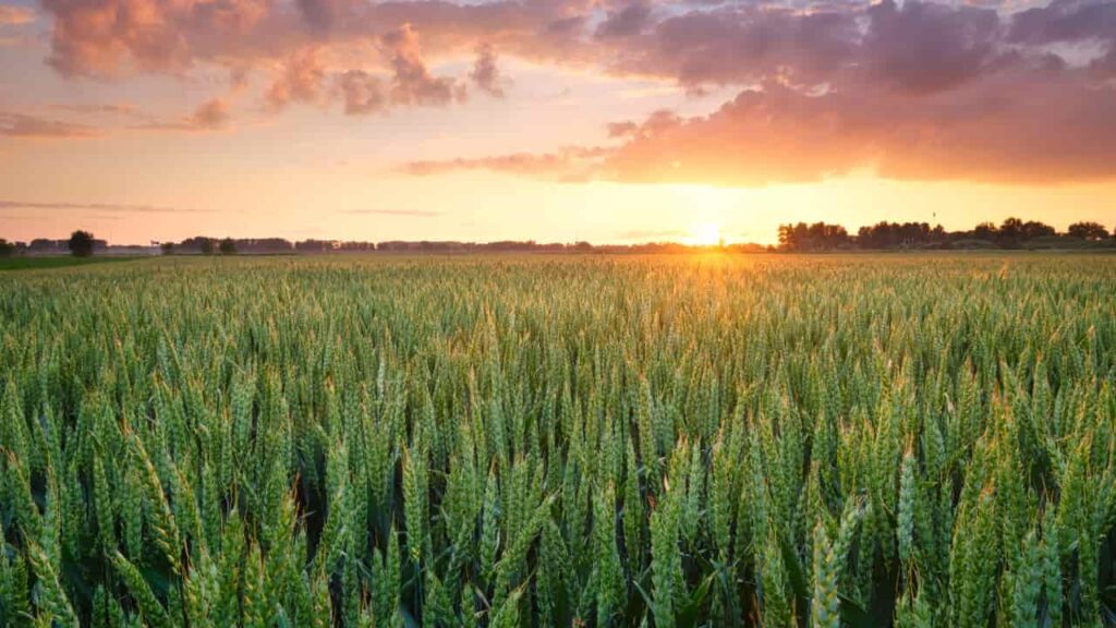 Agronegócio em Goiás: Potencial para Remover 5 Toneladas de CO2 por Tonelada de Grãos