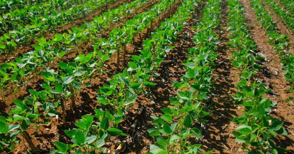 Dependência de Fertilizantes Importados: Um Risco para o Agronegócio Brasileiro