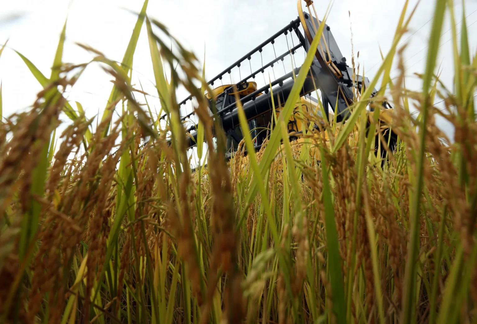 Escassez de Diesel Ameaça Colheita de Grãos no Rio Grande do Sul