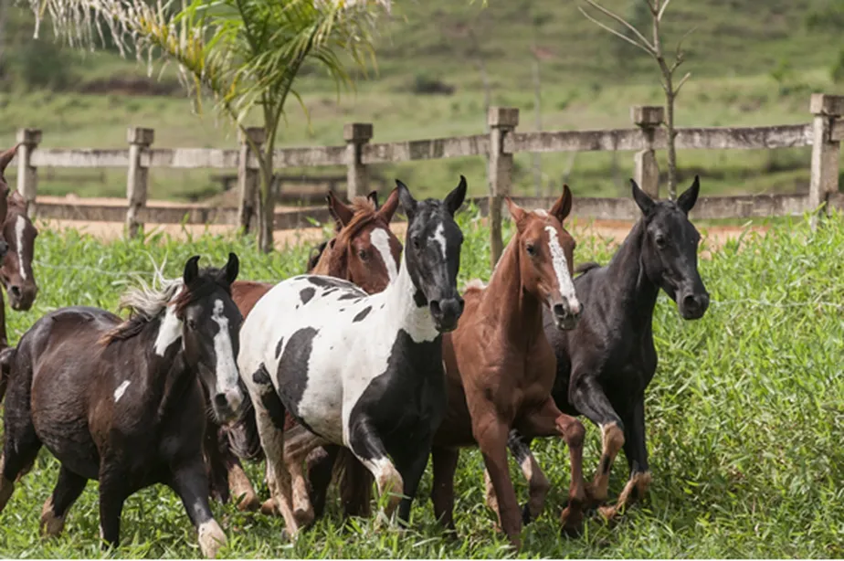 EXPOGUAPE 2026: Evento Promete Movimentar R$ 10 Milhões e Impulsionar Agronegócio em Maranguape EXPOGUAPE 2026: Evento Promete Movimentar R$ 10 Milhões e Impulsionar Agronegócio em Maranguape