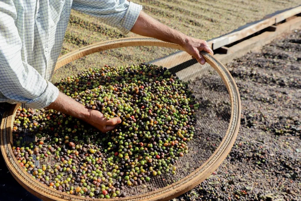 Café de Mandaguari: A Joia do Paraná que Encanta o Brasil Café de Mandaguari: A Joia do Paraná que Encanta o Brasil