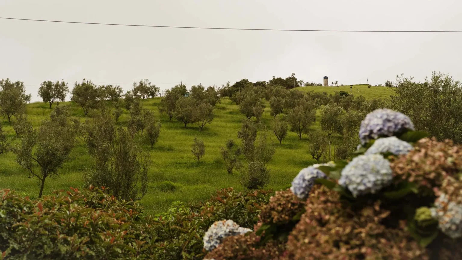 Como o Olivoturismo Está Transformando o Turismo no Sul de Minas