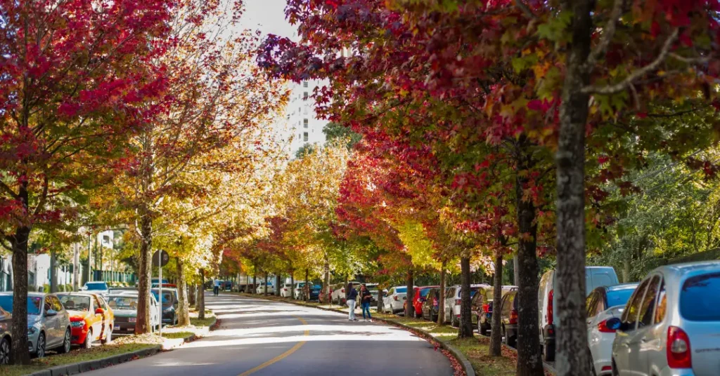 Descubra a Rua do Outono em Curitiba: Atração Imperdível de Maio