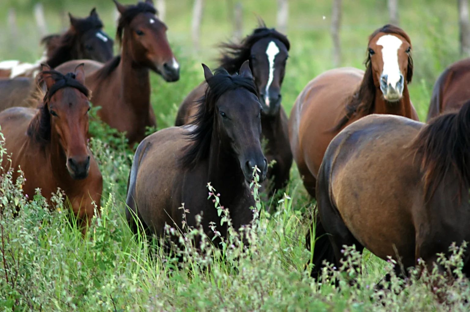 Gravatá Se Tornará Centro de Excelência em Equinocultura: Avanços e Oportunidades