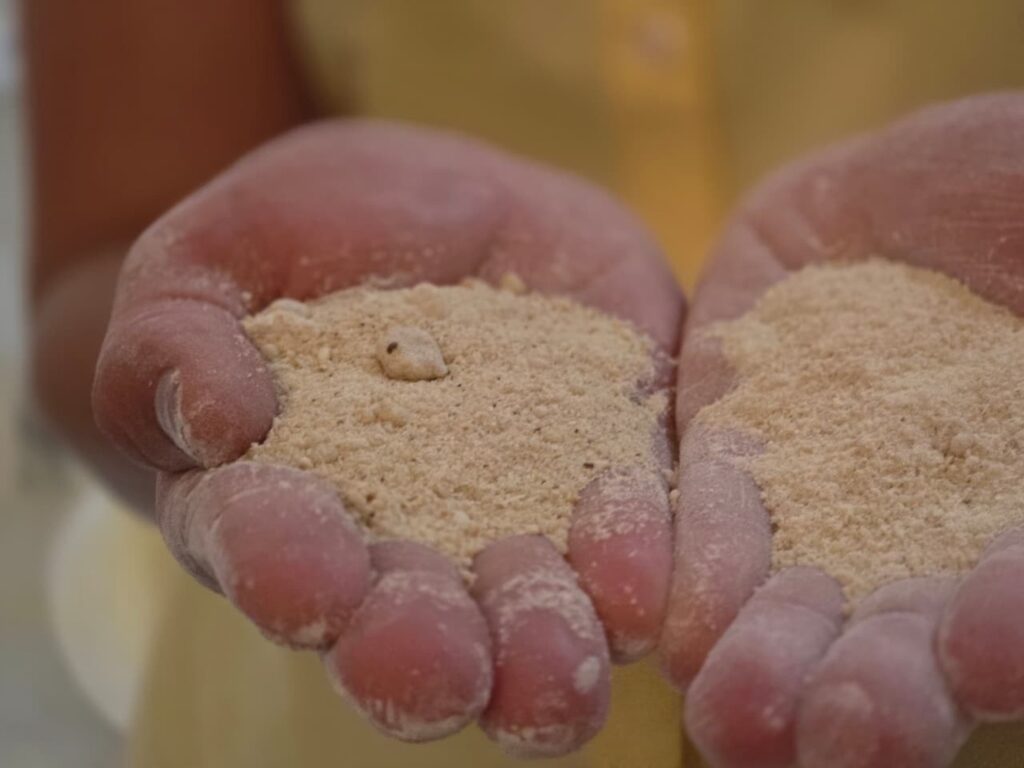 Iniciativa de R$ 15 Milhões Transforma Mandioca em Insumo para Mineração em Minas Iniciativa de R$ 15 Milhões Transforma Mandioca em Insumo para Mineração em Minas