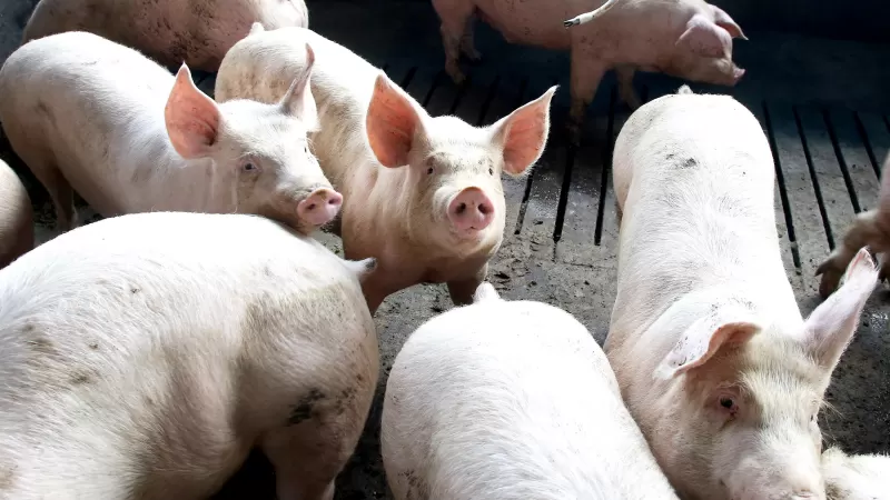 Paraná Se Consagra como o Principal Fornecedor de Carne Suína no Brasil pelo Oitavo Ano Consecutivo Paraná Se Consagra como o Principal Fornecedor de Carne Suína no Brasil pelo Oitavo Ano Consecutivo