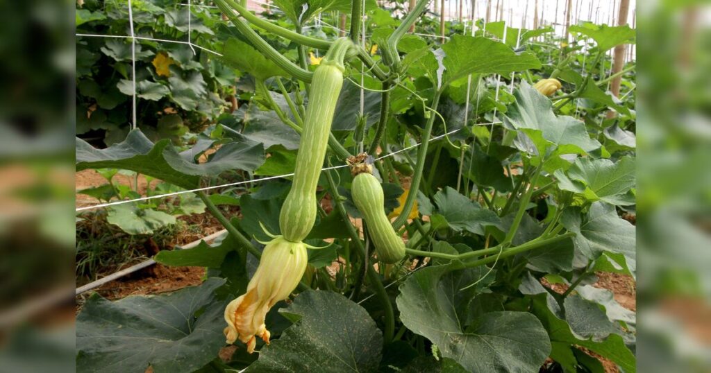 Paraná se Destaca como o Quarto Maior Produtor de Abobrinha do Brasil em 2024