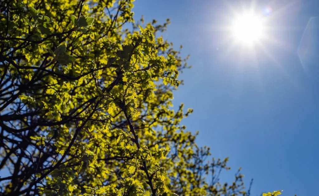 Sol Retorna a Curitiba: Previsão do Tempo para Esta Quinta-Feira