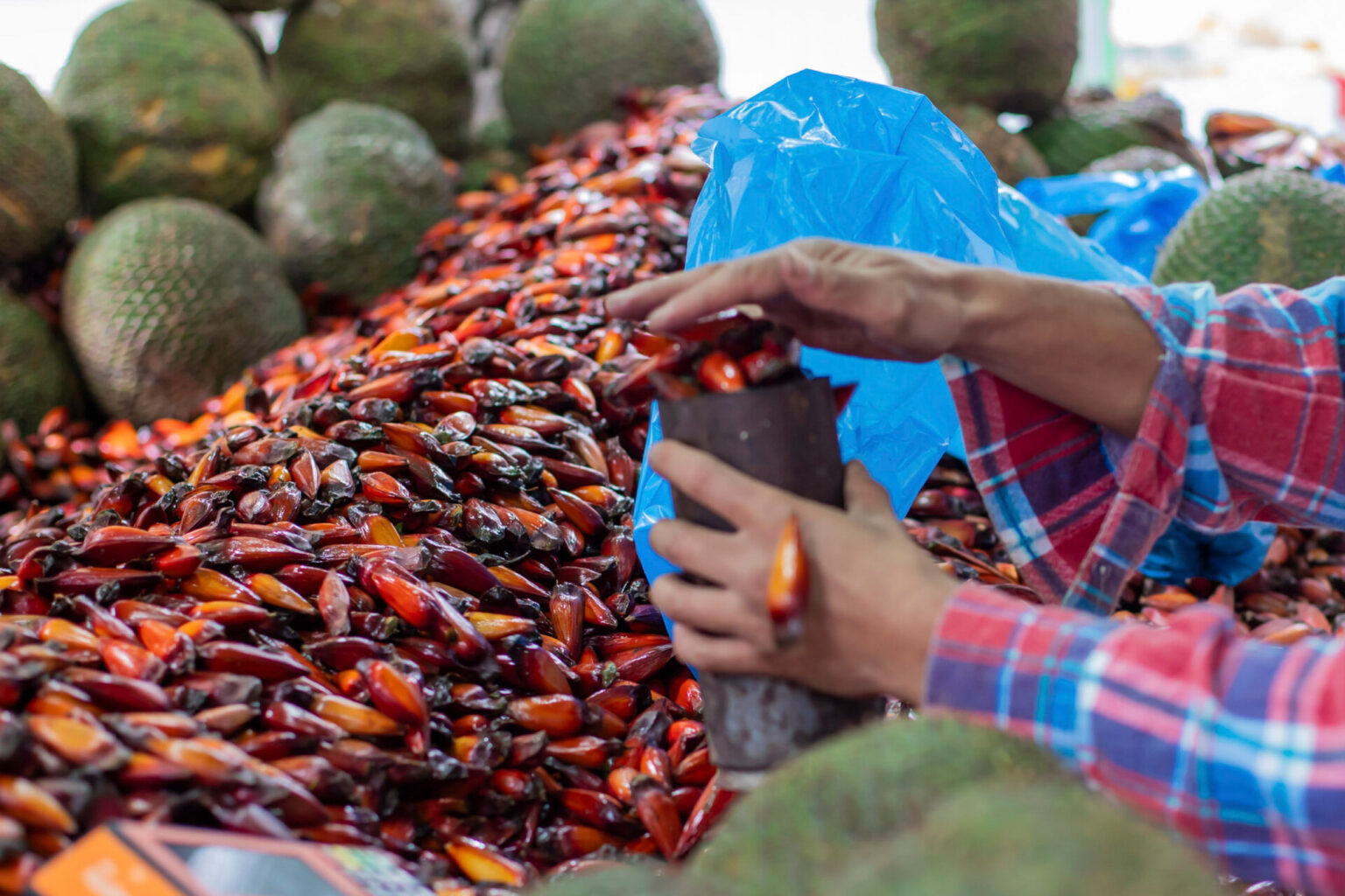 Temporada do Pinhão Tem Início no Paraná: Colheita e Consumo Liberados Temporada do Pinhão Tem Início no Paraná: Colheita e Consumo Liberados