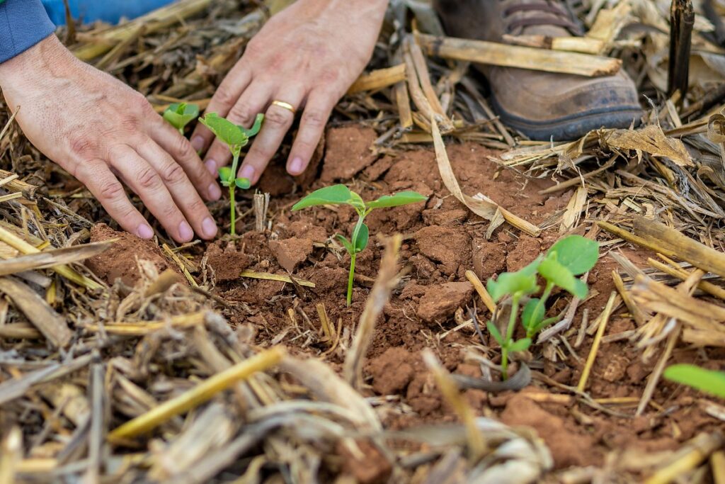 Agronegócio Mato-grossense: Empregos Mais que Dobram e Impulsionam a Economia