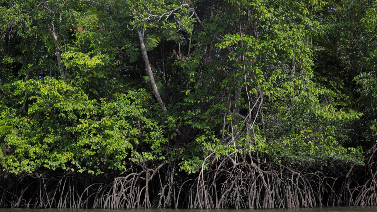 Carbono Azul: 7 Impactos Reais do Oceano na Crise Climática