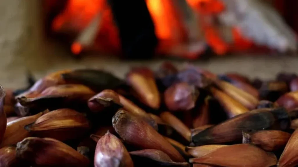 6º Festival do Pinhão destaca sabores e turismo rural em São José dos Pinhais