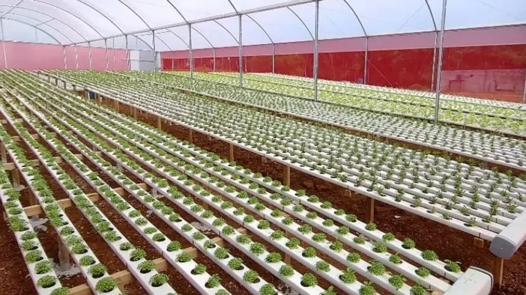 Tecnologia Revoluciona Sucessão Familiar em Pequenas Propriedades Rurais Tecnologia Revoluciona Sucessão Familiar em Pequenas Propriedades Rurais