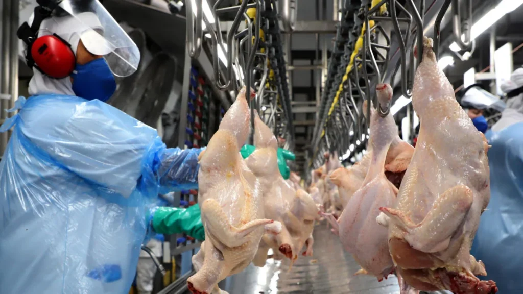 Exportações de Frango do Brasil Batem Recorde e Fortalecem Economia do Paraná